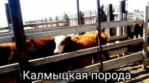 ТОП 5 Мясных пород бычков телок и нетелей. Продажа КРС живым весом.
