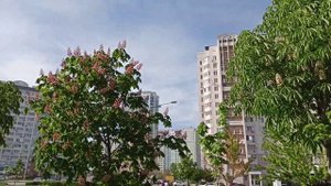 Каштаны розовые и белые в Ростове, Левенцовка/Horse chestnut trees with pink & white flowers, Rosto