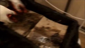 Разведение червей. САМЫЙ ЛУЧШИЙ СПОСОБ кормления червей в ДОМАШНИХ УСЛОВИЯХ!!!