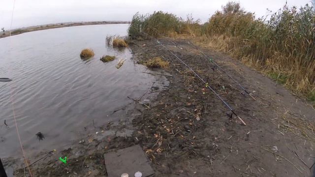 Рыбалка на Днестре Маяки 45 км Как словить Карпа в Ноябре ? смотреть онлайн