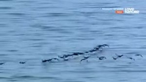 Аравийская пустыня ?. Мир диких животных. Дикая природа. Птицы ?.