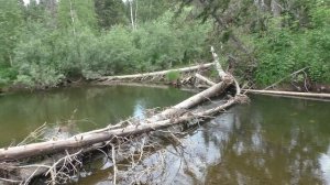 79 Серия Рыбная Яма, но Рыбак близко к месту Лова и Клева нет  Удочка Поплавок Тайга, Бревна перег