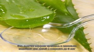 Лечение насморка соком алоэ