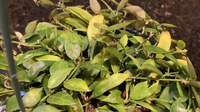 MY HOYA LACUNOSA IS IN BLOOM | MY FIRST HOYA BLOOM IN 2022 | PROMISE RODRIGUEZ смотреть онлайн
