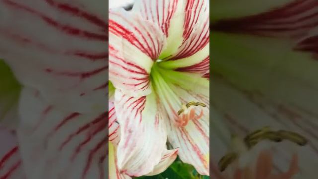 My Beautiful Amaryllis