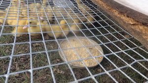 Муларды: выращивание, содержание, разведение.