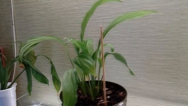 Мои комнатные растения. Изменения в составе. немного об уходе.