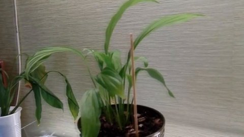 Мои комнатные растения. Изменения в составе. немного об уходе.