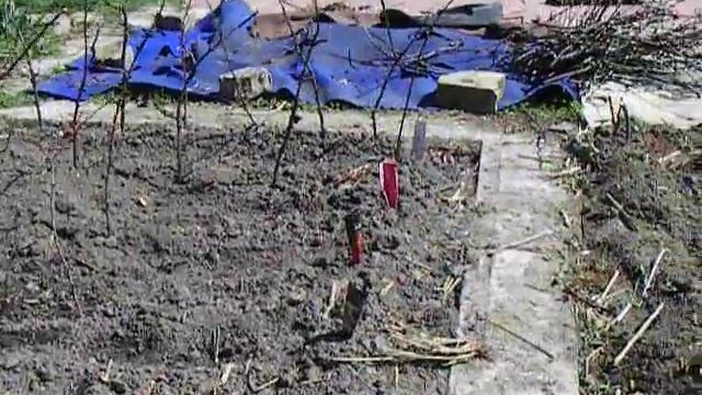 Рассада на грядках Защита от кошек и собак смотреть онлайн