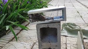 Как избавиться от крыс.