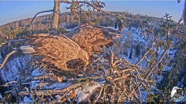 Орлан Белохвост. Латвия. смотреть онлайн