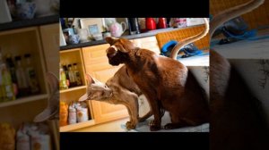 Ориентальная кошка | Характер ориентальной кошки | Порода кошек