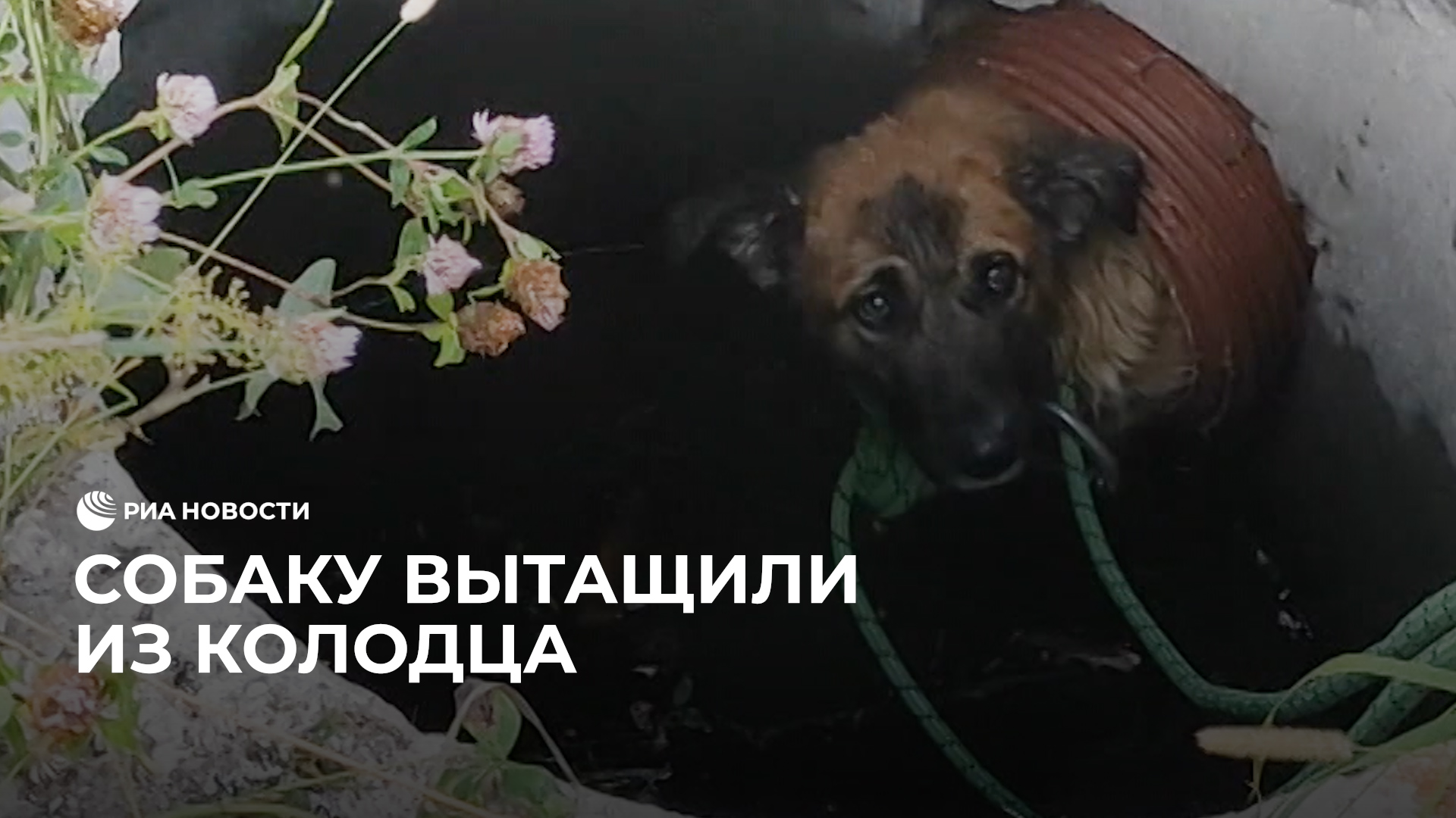 В Ленинградской области вытащили собаку из дренажного колодца