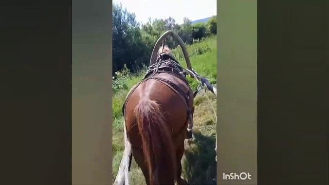 лошадинный и человеческий труд.Уборка сена 2022, кони в граблях, кони в ходке возят воза