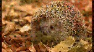 Осень пришла. Юдина.  Видеоряд Набокова.