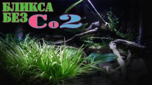 Бликса БЕЗ Со2 или АКВАРИУМ на ЗЕМЛЕ