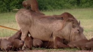 Когда мангусты атакуют