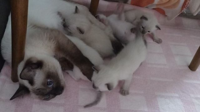 Маленькие тайские котята