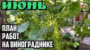 Июнь 2024. План работ на винограднике.