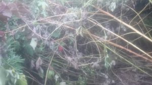 Первая притравка работа Лаек  по барсуку. Осень 2018