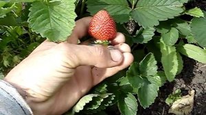 Сорт садовой земляники Презент