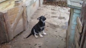 Щенки восточно-европейской овчарки