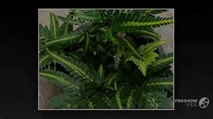 Arachniodes - garden plants