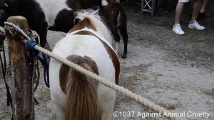 paardenmarkt voorschoten 2019