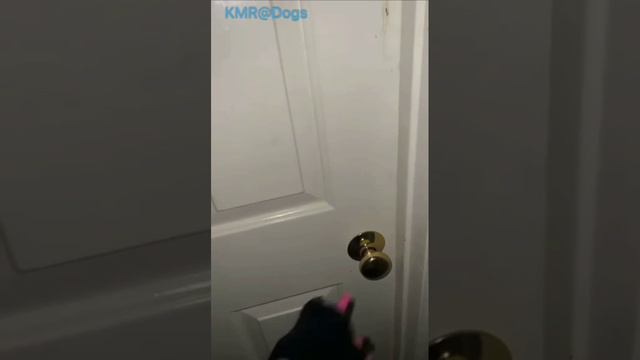Переходный возраст у подростка. В мою комнату не входить⛔️😂 ( видео про собак )