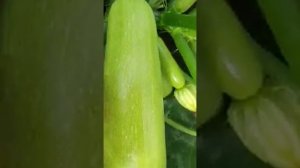 кабачок Даша Dasha f1 (dawa)