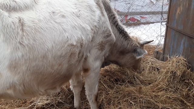 Через 10 дней отел у коровы. ? смотреть онлайн
