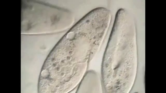 Инфузория-Туфелька смотреть онлайн