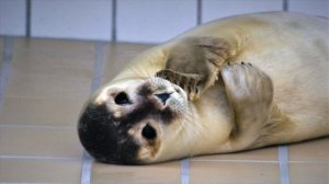 Тюлений жир Реджувитал