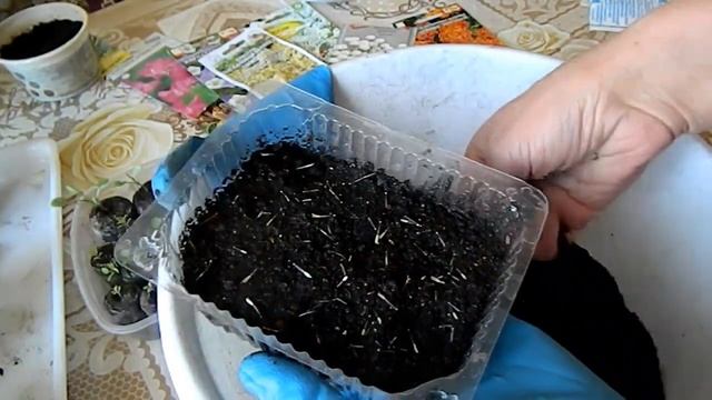 Посев однолетних цветов на рассаду смотреть онлайн