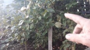 ? ?Яблоки - полукультурки,первый хороший урожай...