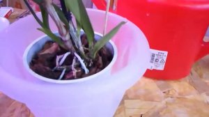 Полив орхидеи Каттлея!!!