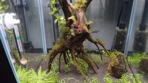 Мои ошибки AQUAEL SHRIMP SET DAY & NIGHT 20