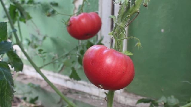 Сорт - "ЯПОНСКИЙ КРАБ". Томаты от Фёдора. смотреть онлайн