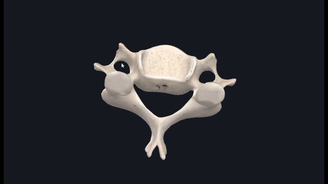 Шейный позвонок (Vertebra cervicalis) 3D Анатомия