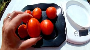 Томат Кабанята