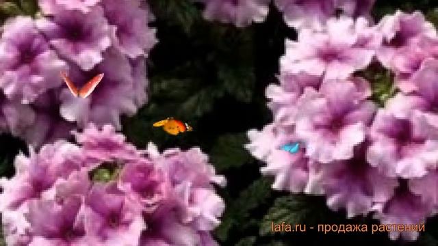 Вербена обыкновенная Орхид Фрост ? вербена Орхид Фрост обзор: как сажать семена вербены Орхид Фрост