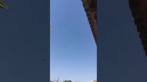 Продажа Голуби Турецкая Такла лет, игра, бой! Turkish Takla pigeons Санжаха!