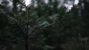 Cartoon Cat Meets Cursed Steve (From Minecraft)