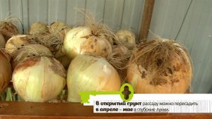 КАК ВЫРАСТИТЬ ОГРОМНЫЙ ЛУК. СМОЖЕТ КАЖДЫЙ