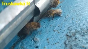 #Пчёлы не забирают корм из кормушки. Какие причины этого пагубного явления на #пасеке. #TruskawkaR