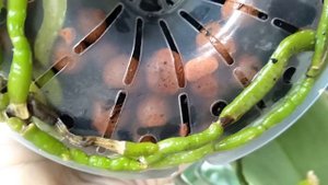 ТЕПЕРЬ орхидеи ПОЛИВ ТАКОЙ! корни РАСПИРАЮТ ГОРШОК, орхидеи листья ЧИСТЫЕ! ПОЛИВ В ПОДДОН орхидеи!