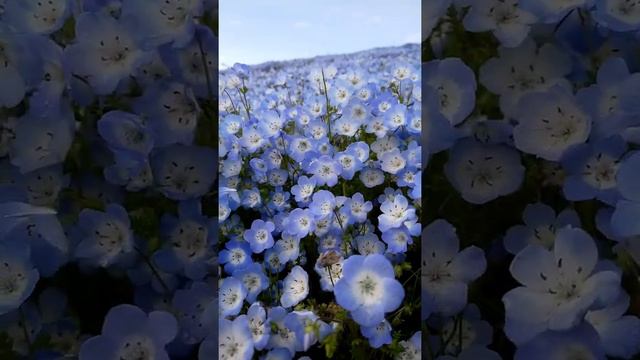 Nemophila-Baby Blue Eyes- 2021. ネモフィラ #Shorts