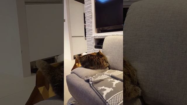 Feline Hyperesthesia Syndrome - Zespół Falującej Skóry Part 2