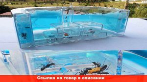 муравьиная ферма с муравьями купить алиэкспресс