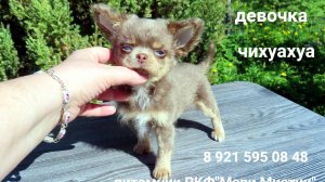 #ПРОДАЮ_щенков #лиловые_чихуахуа #шоколадные_чихуахуа #купить_чихуахуа 89215950848 ЕСТЬ ДОСТАВКА